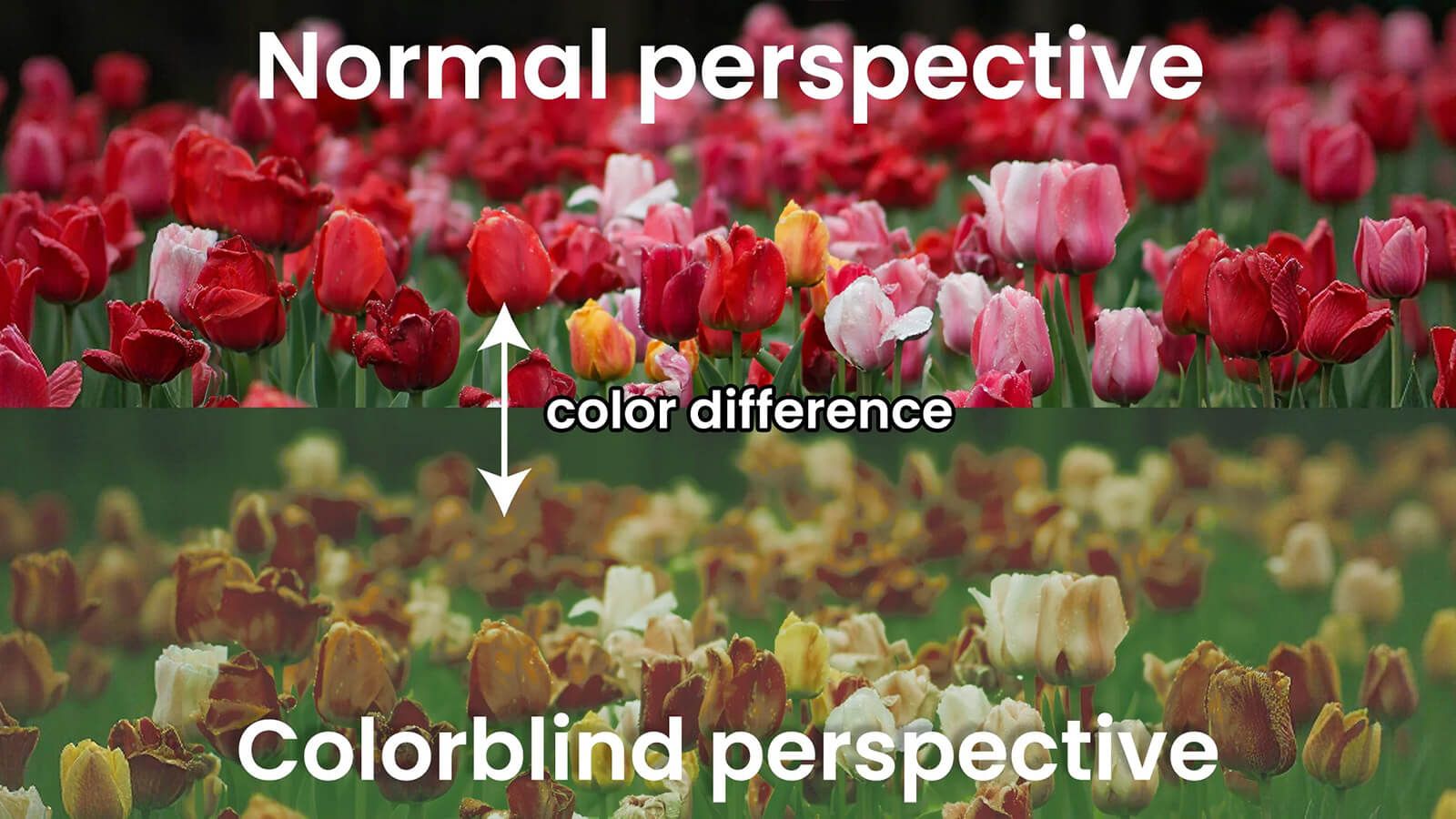 How Do Glasses for the Colorblind Work? The Science Behind Color Vision Lenses