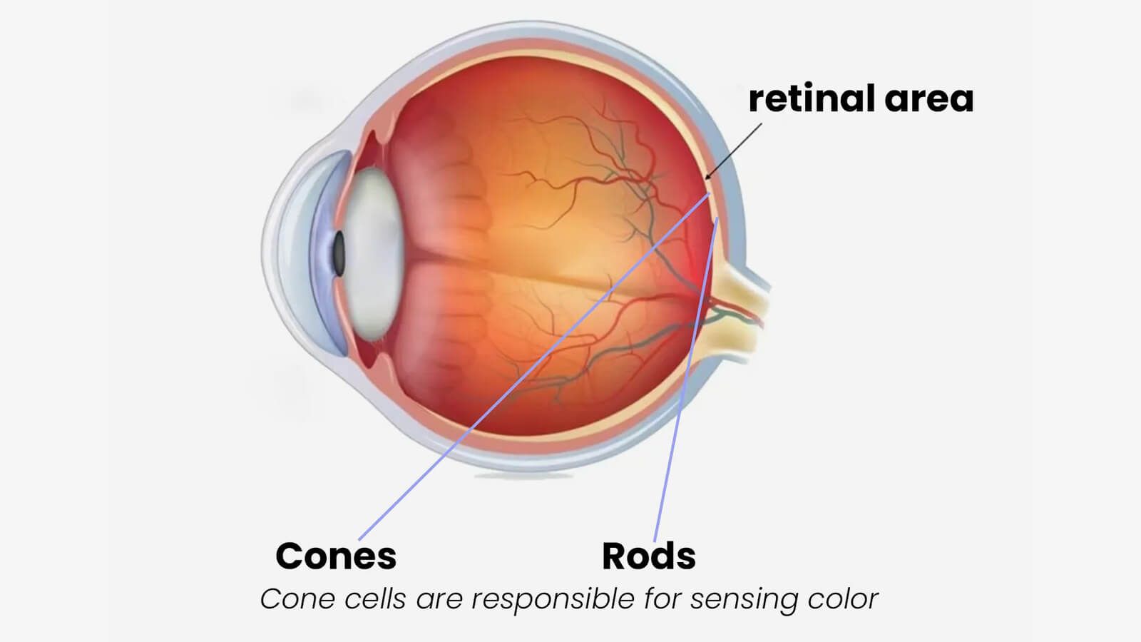 Which Photoreceptor Is Responsible for Color Vision? The Science Behind How We See Color