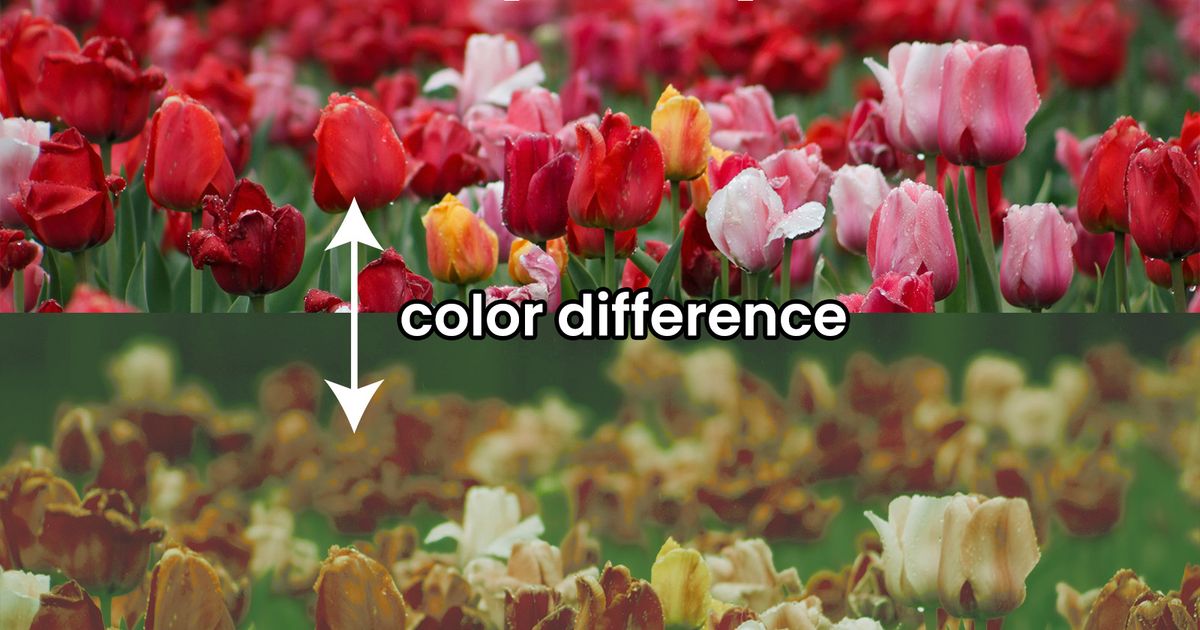 How Do Glasses for the Colorblind Work? The Science Behind Color Vision ...