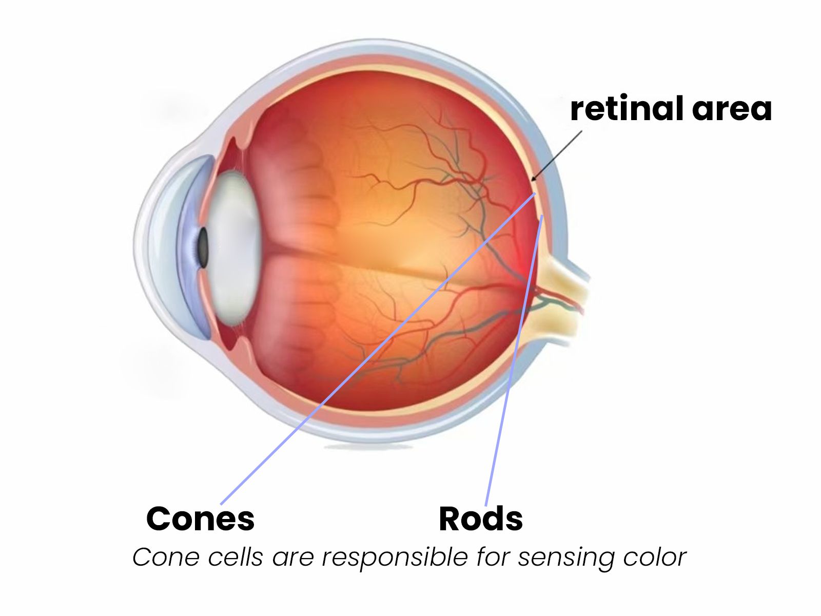 Which Photoreceptor Is Responsible for Color Vision? The Science Behind How We See Color